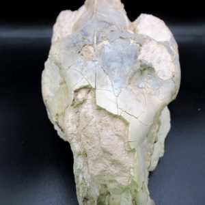 Oreodont Skull Genuine Wyoming Fossil for Sale #37