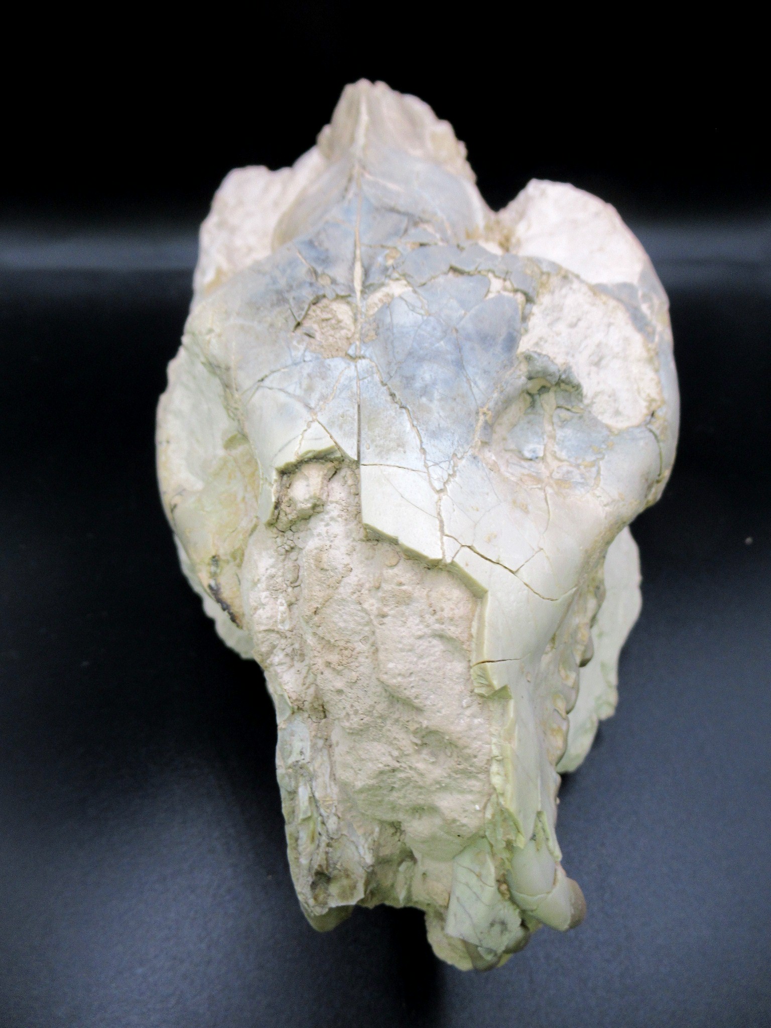 Wyoming Oligocene Merycoidodon Oreodont Skull 37 | Fossils for Sale Genuine Oligocene Age Merycoidodon Oreodont Skull Fossil for Sale from Wyoming #37