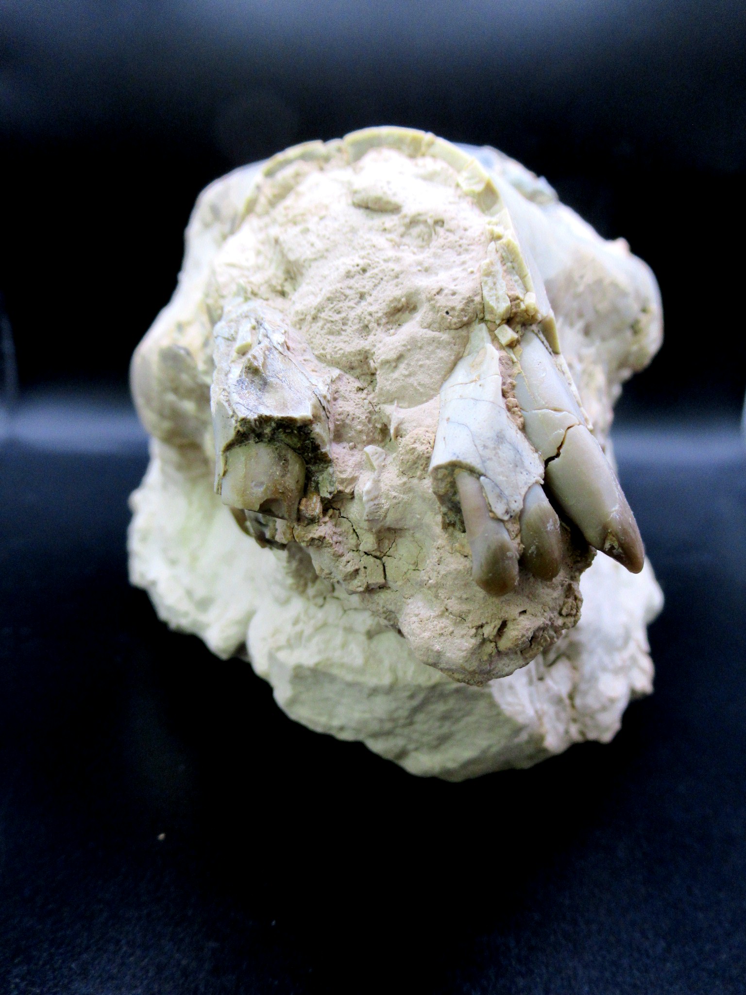 Wyoming Oligocene Merycoidodon Oreodont Skull 37a | Fossils for Sale Genuine Oligocene Age Merycoidodon Oreodont Skull Fossil for Sale from Wyoming #37a