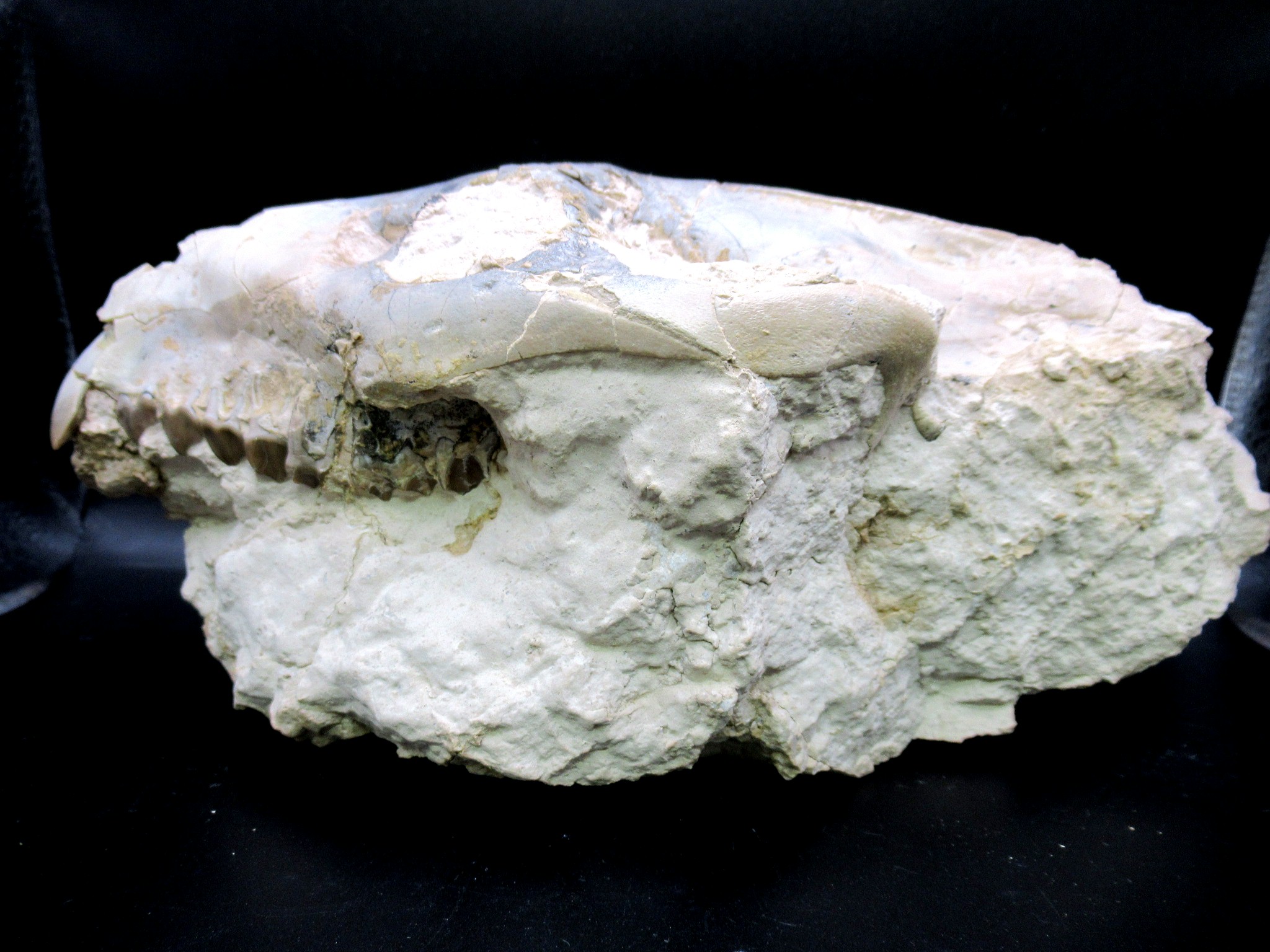 Wyoming Oligocene Merycoidodon Oreodont Skull 37b | Fossils for Sale Genuine Oligocene Age Merycoidodon Oreodont Skull Fossil for Sale from Wyoming #37b