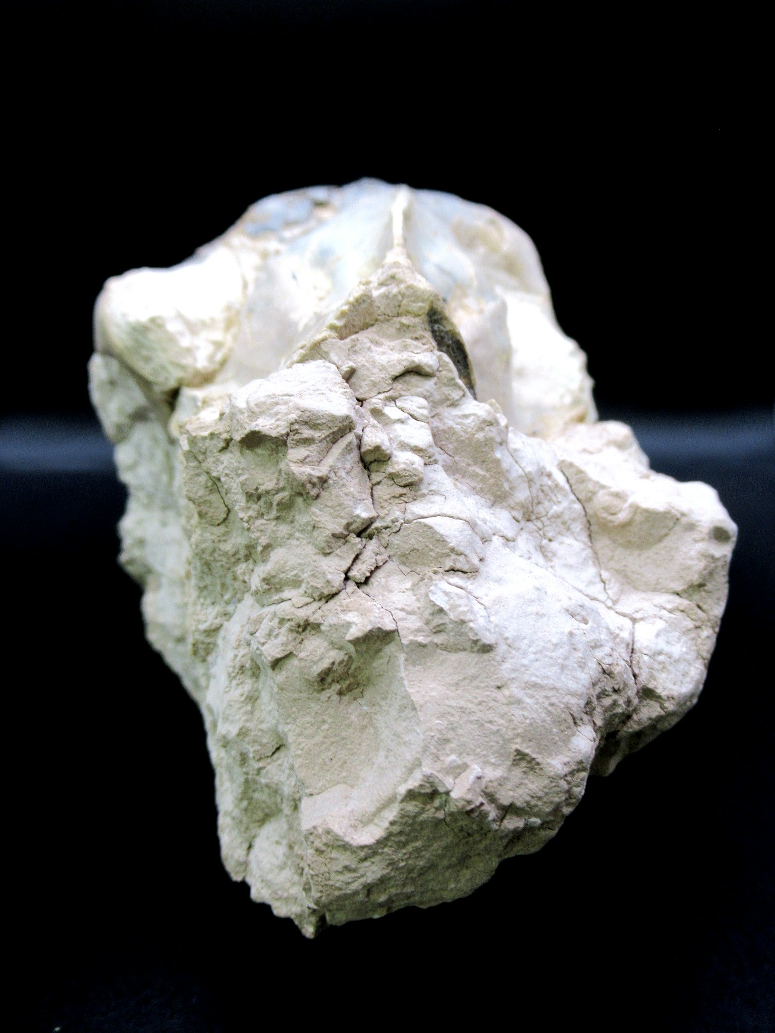 Wyoming Oligocene Merycoidodon Oreodont Skull 37c | Fossils for Sale Genuine Oligocene Age Merycoidodon Oreodont Skull Fossil for Sale from Wyoming #37c