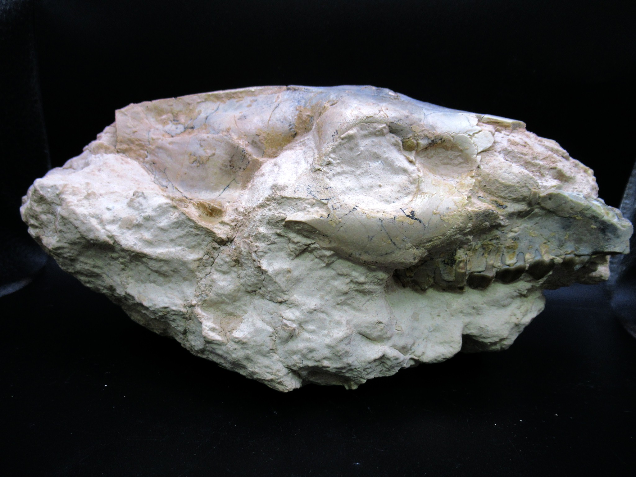 Wyoming Oligocene Merycoidodon Oreodont Skull 37d | Fossils for Sale Genuine Oligocene Age Merycoidodon Oreodont Skull Fossil for Sale from Wyoming #37d