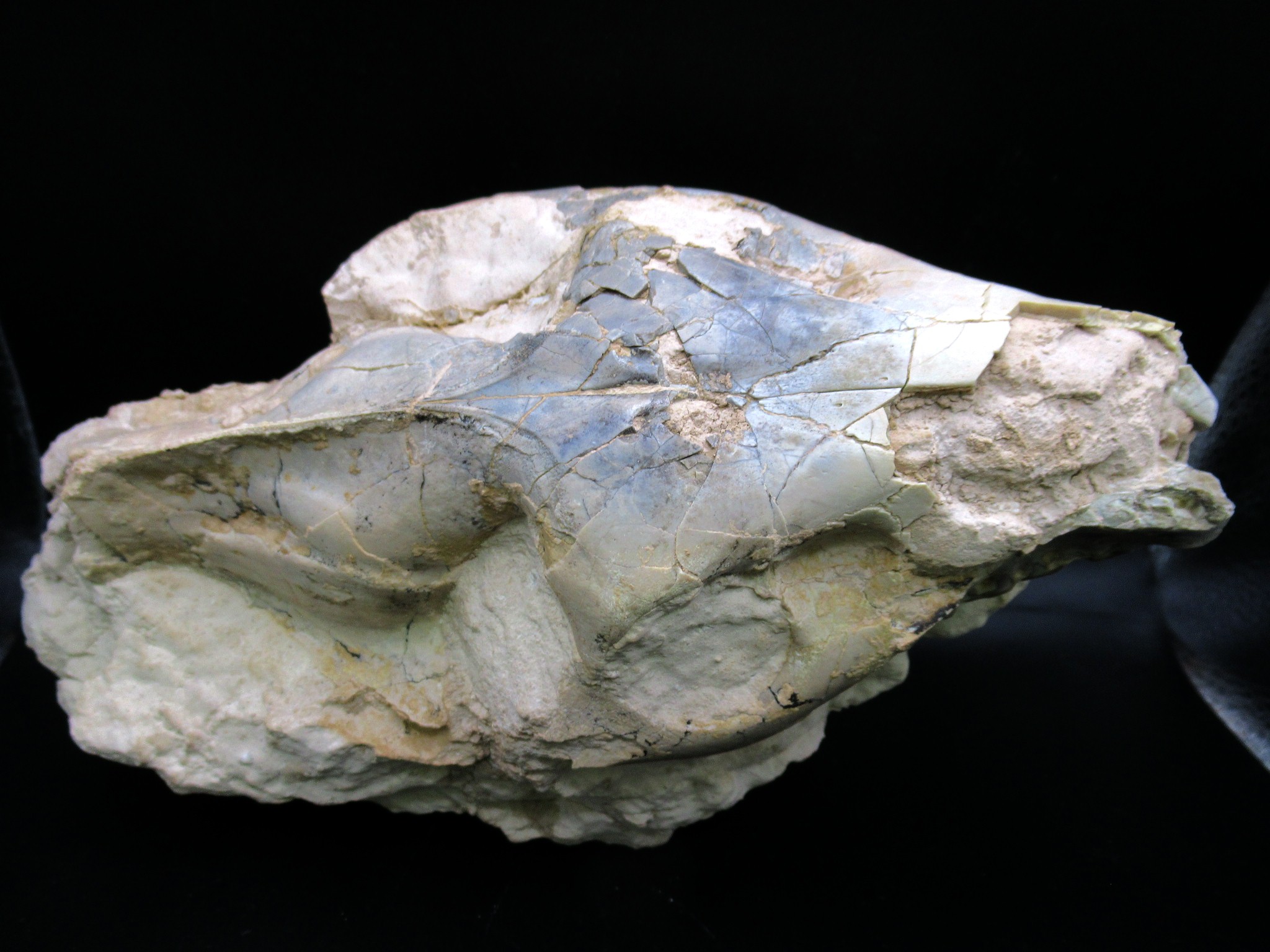 Wyoming Oligocene Merycoidodon Oreodont Skull 37e | Fossils for Sale Genuine Oligocene Age Merycoidodon Oreodont Skull Fossil for Sale from Wyoming #37e