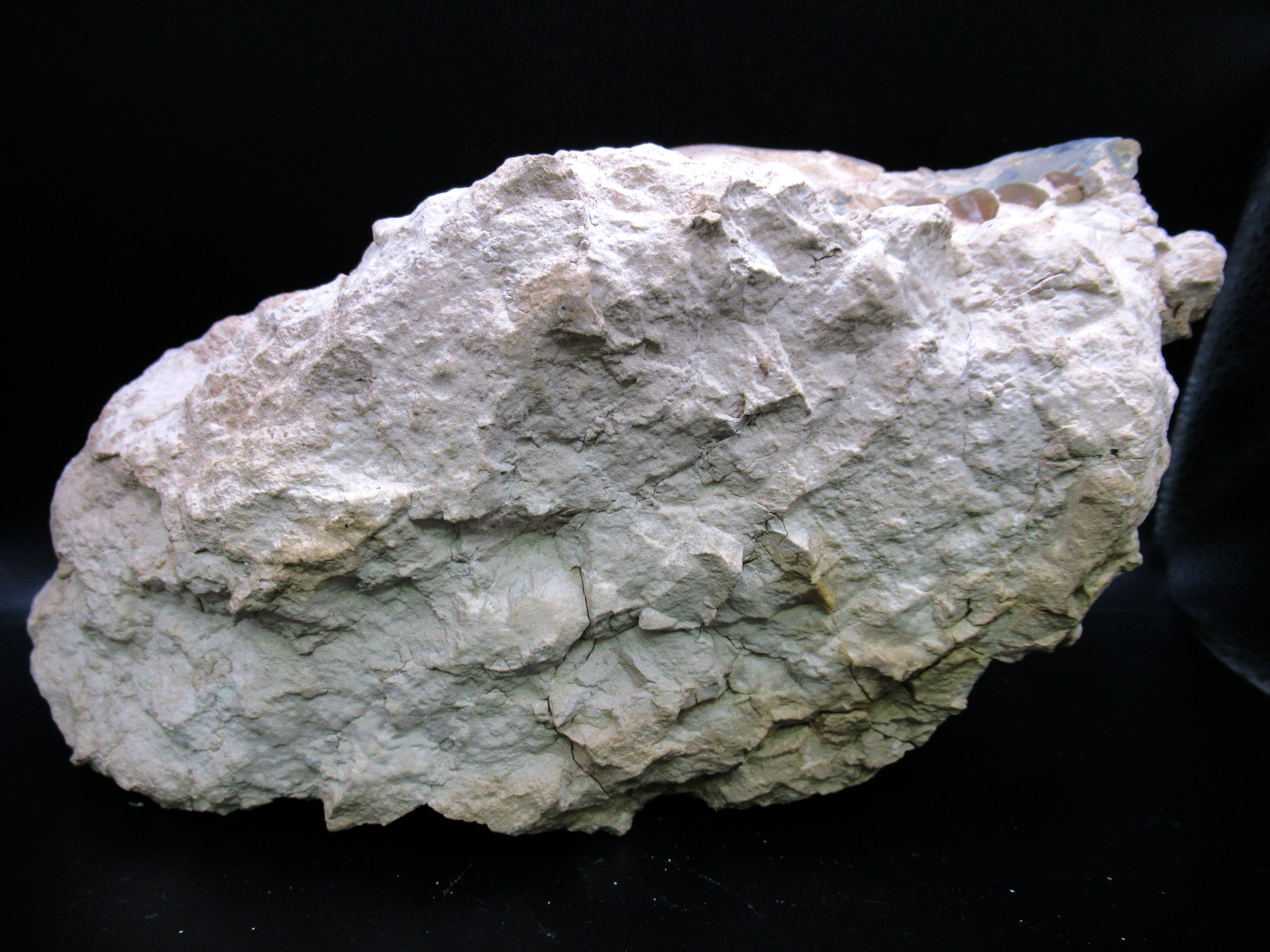 Wyoming Oligocene Merycoidodon Oreodont Skull 37f | Fossils for Sale Genuine Oligocene Age Merycoidodon Oreodont Skull Fossil for Sale from Wyoming #37f