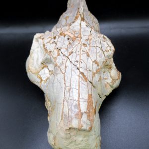 Oreodont Skull Genuine Wyoming Fossil for Sale #38