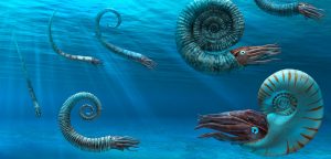 Perisphinctes