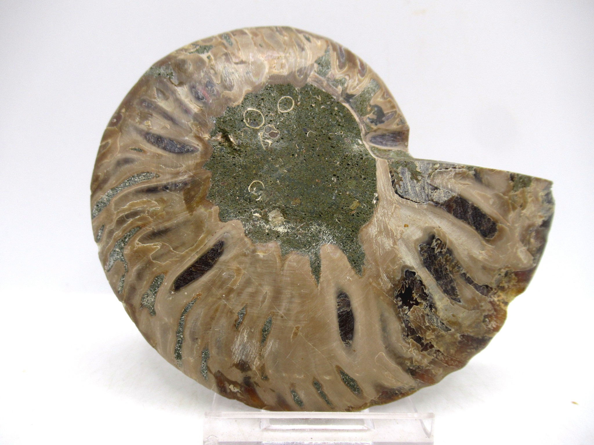 madagascar cretaceous cleoniceras ammonite med pair 144a | Fossils for Sale General Cretaceous Age Cleoniceras Ammonite Medium Pair Fossils From Madagascar For Sale #144a