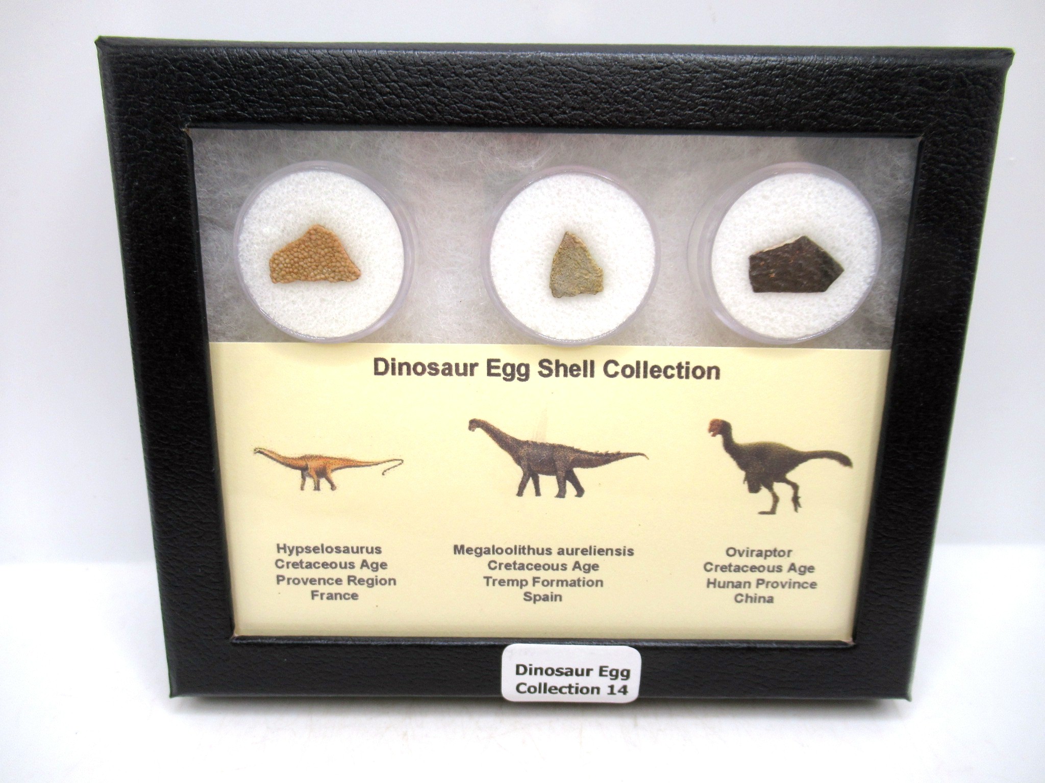 3 Different Dinosaur Egg Shell Collection 14 | Fossils for Sale Genuine Cretaceous 3 Dinosaur Egg Shell Collection Fossils For Sale #14