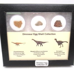 Dinosaur Egg Collection - Set of 3 Different Dinosaurs  #18