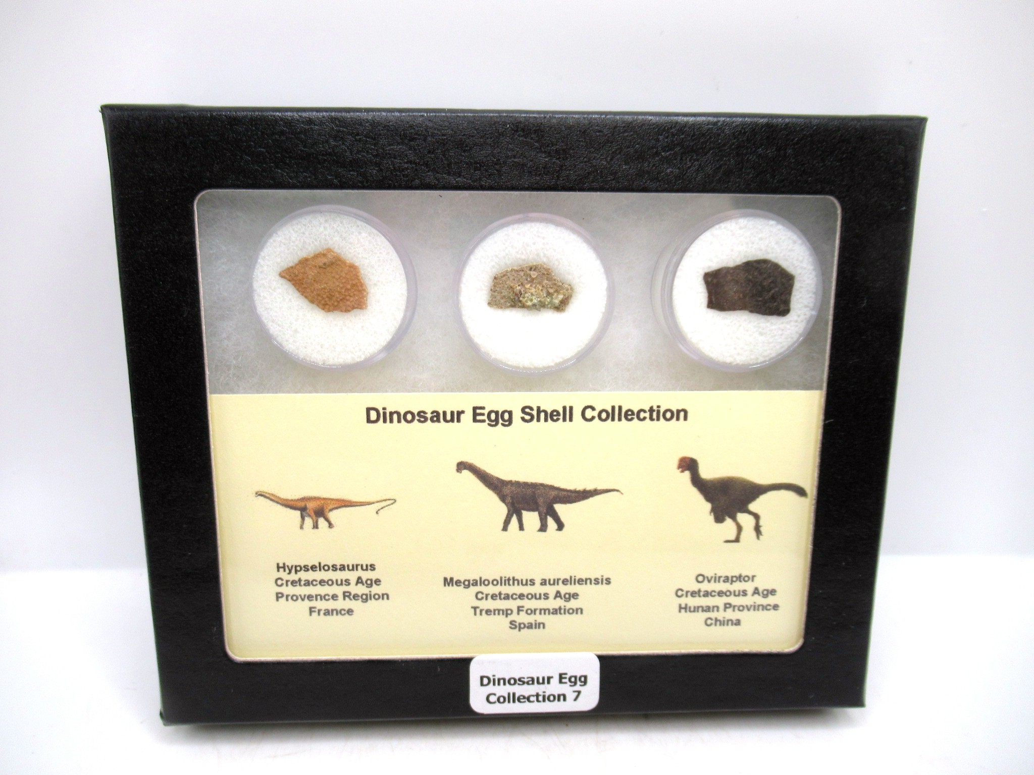 3 Different Dinosaur Egg Shell Collection 7 | Fossils for Sale Genuine Cretaceous 3 Dinosaur Egg Shell Collection Fossils For Sale #7
