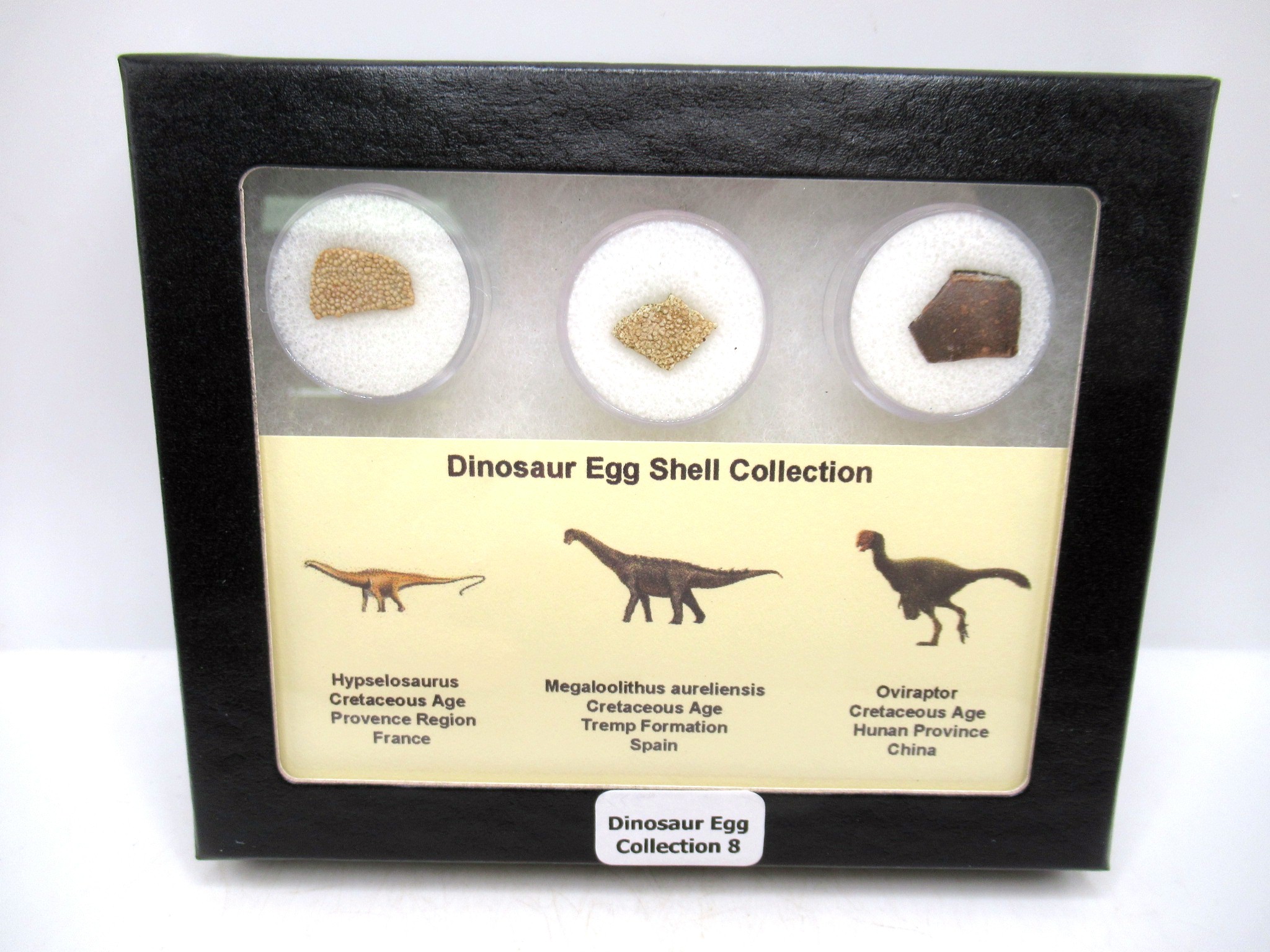 3 Different Dinosaur Egg Shell Collection 8 | Fossils for Sale Genuine Cretaceous 3 Dinosaur Egg Shell Collection Fossils For Sale #8