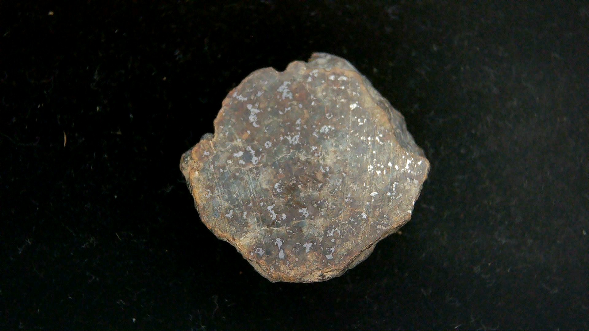 Arizona Gold Basin L4 Chondrite Meteorite 10 | Fossils for Sale