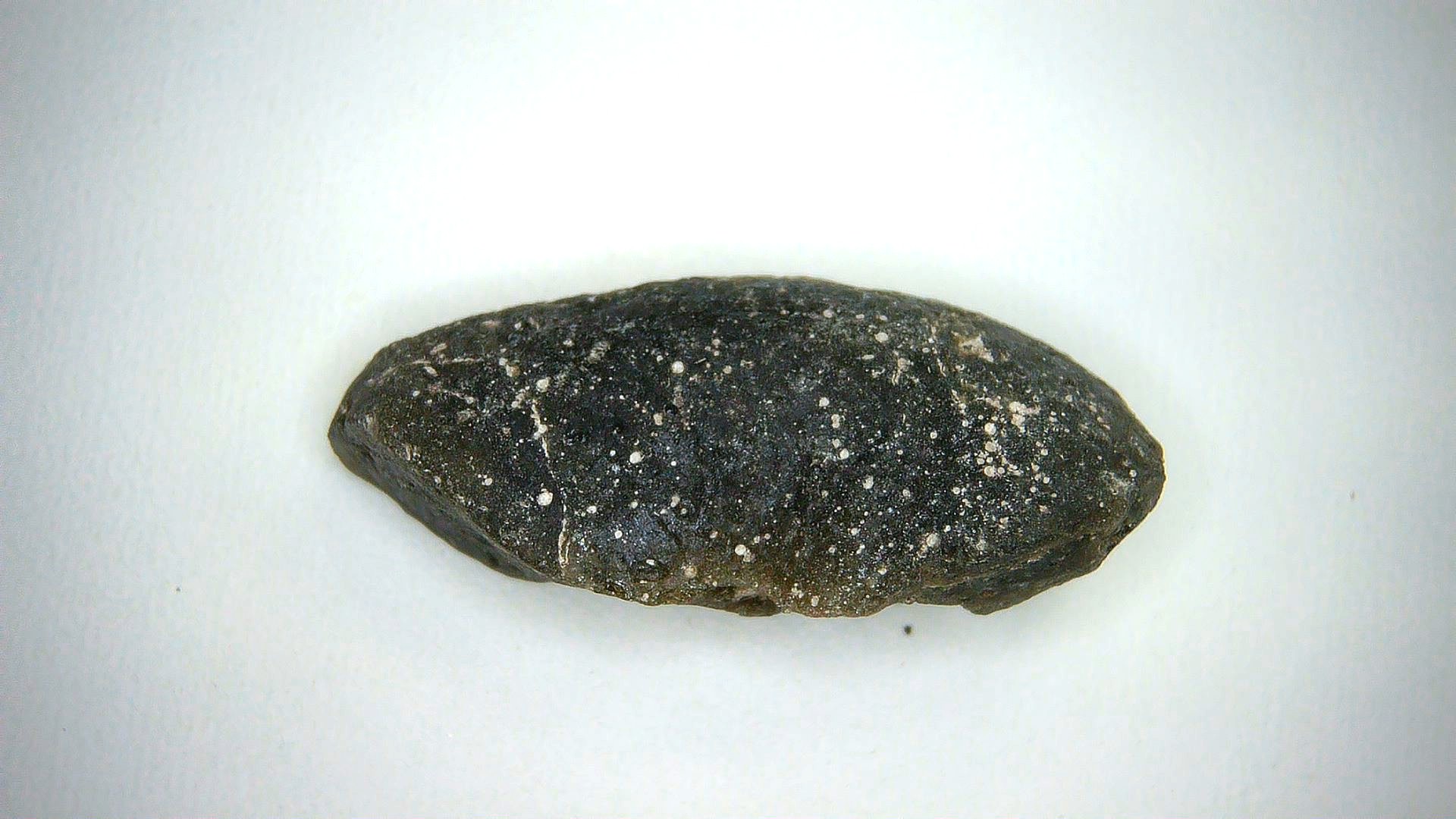canadian ammolite ammonite 11-71395