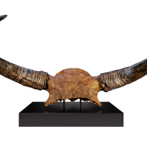Bison Priscus Ice Age Bison Skull from Yakutia Russia