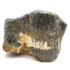 Genuine Miocene Age Desmostylus Mammal Tooth for Sale from California #14