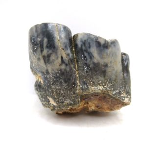Genuine Miocene Age Desmostylus Mammal Tooth for Sale from California #15