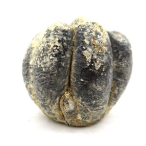 Genuine Miocene Age Desmostylus Mammal Tooth for Sale from California #16