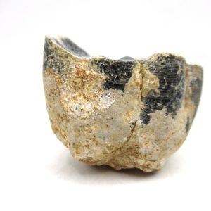 Genuine Miocene Age Desmostylus Mammal Tooth for Sale from California #18