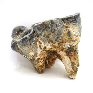 Genuine Miocene Age Desmostylus Mammal Tooth for Sale from California #19