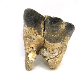 Genuine Miocene Age Desmostylus Mammal Tooth for Sale from California #20