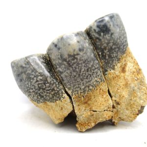 Genuine Miocene Age Desmostylus Mammal Tooth for Sale from California #21
