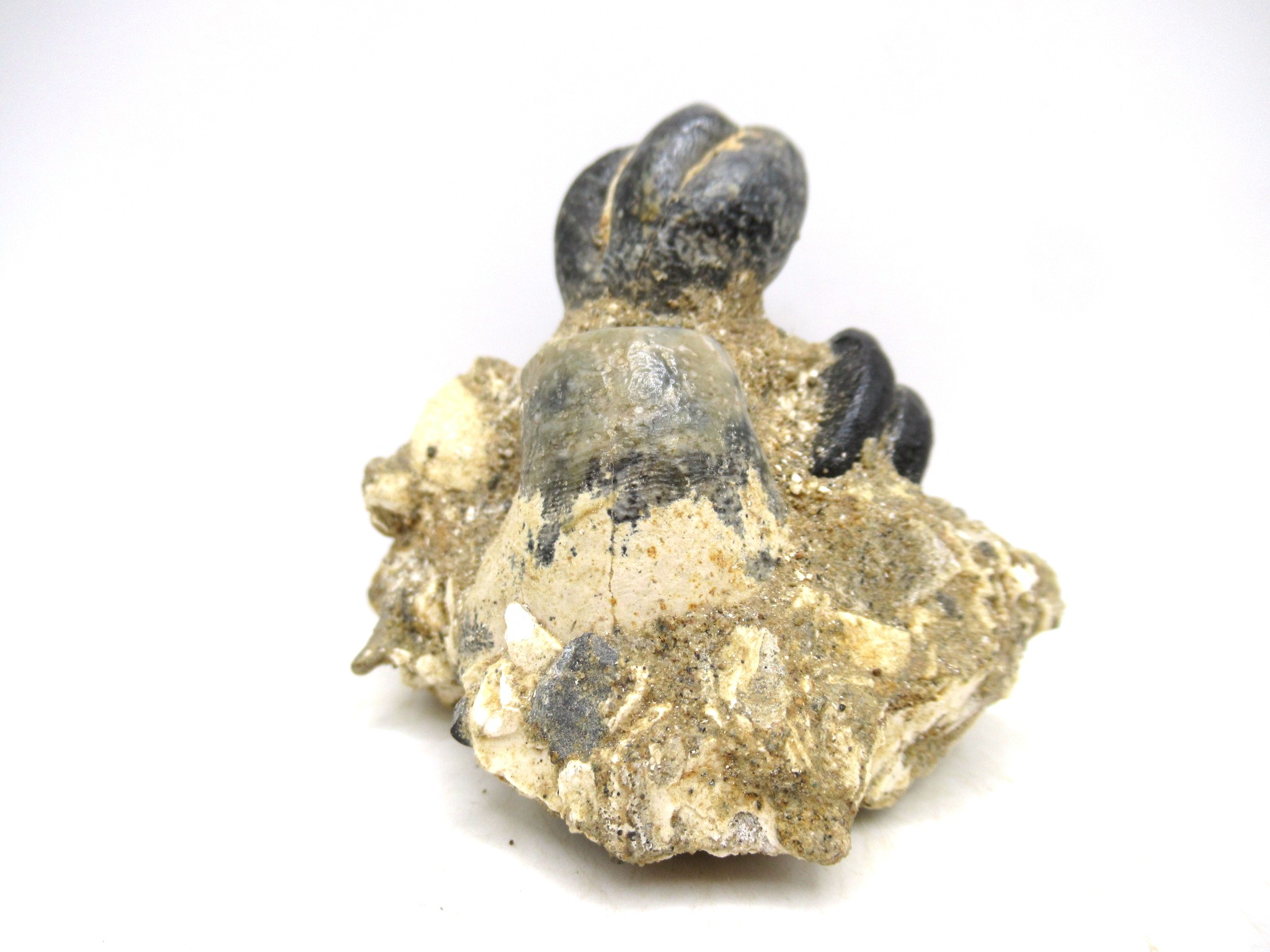 California Miocene Age Desmostylus Mammal Tooth 5 | Fossils for Sale