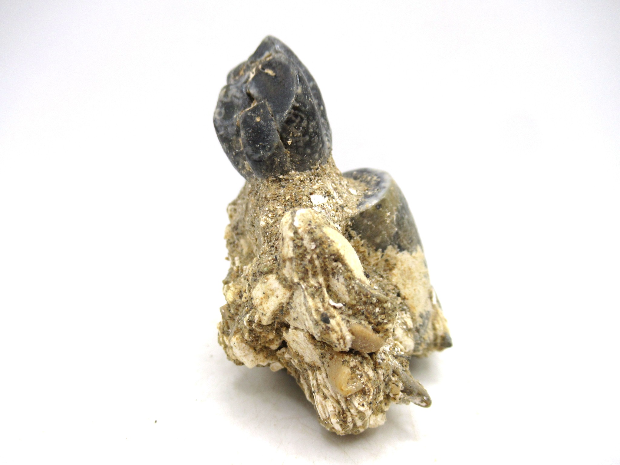 California Miocene Age Desmostylus Mammal Tooth 5c | Fossils for Sale