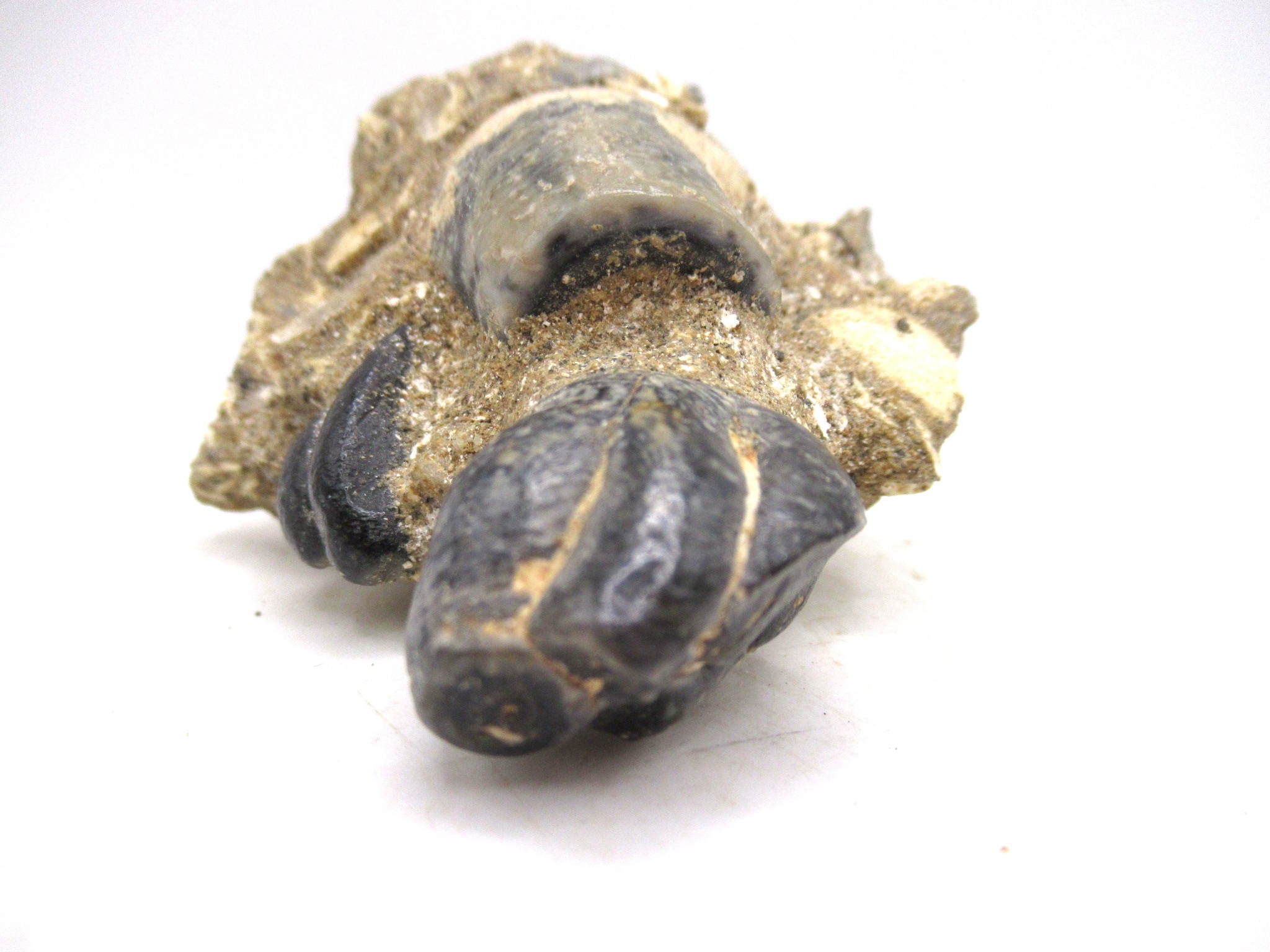 California Miocene Age Desmostylus Mammal Tooth 5e | Fossils for Sale