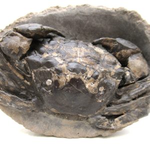 Genuine Oligocene Age Coeloma incarinatum Crab for Sale from Denmark #33e