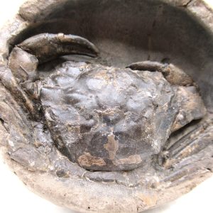 Genuine Oligocene Age Coeloma incarinatum Crab for Sale from Denmark #34e