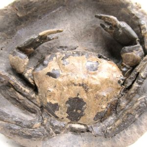 Genuine Oligocene Age Coeloma incarinatum Crab for Sale from Denmark #35e