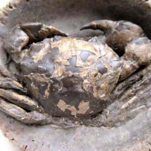 Genuine Oligocene Age Coeloma incarinatum Crab for Sale from Denmark #36e