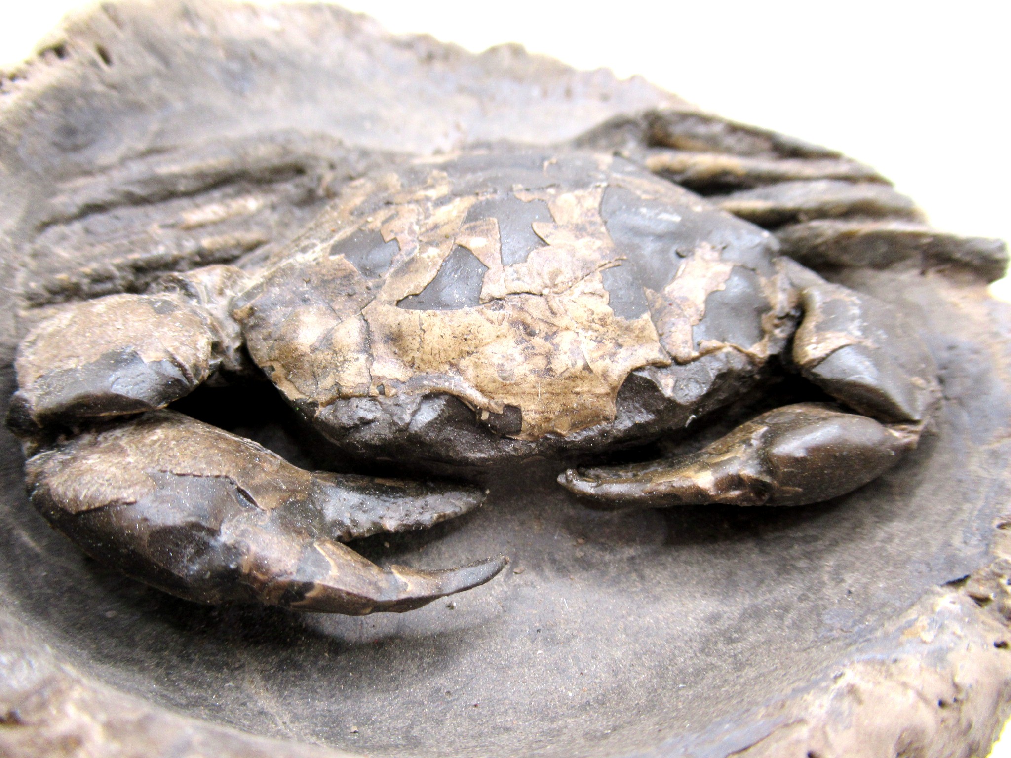 madagascar cretaceous ammonite pair 48a