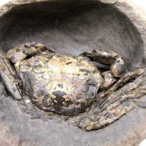 Genuine Oligocene Age Coeloma incarinatum Crab for Sale from Denmark #37e