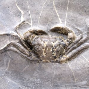 Genuine Oligocene Age Coeloma incarinatum Crab for Sale from Denmark #38g