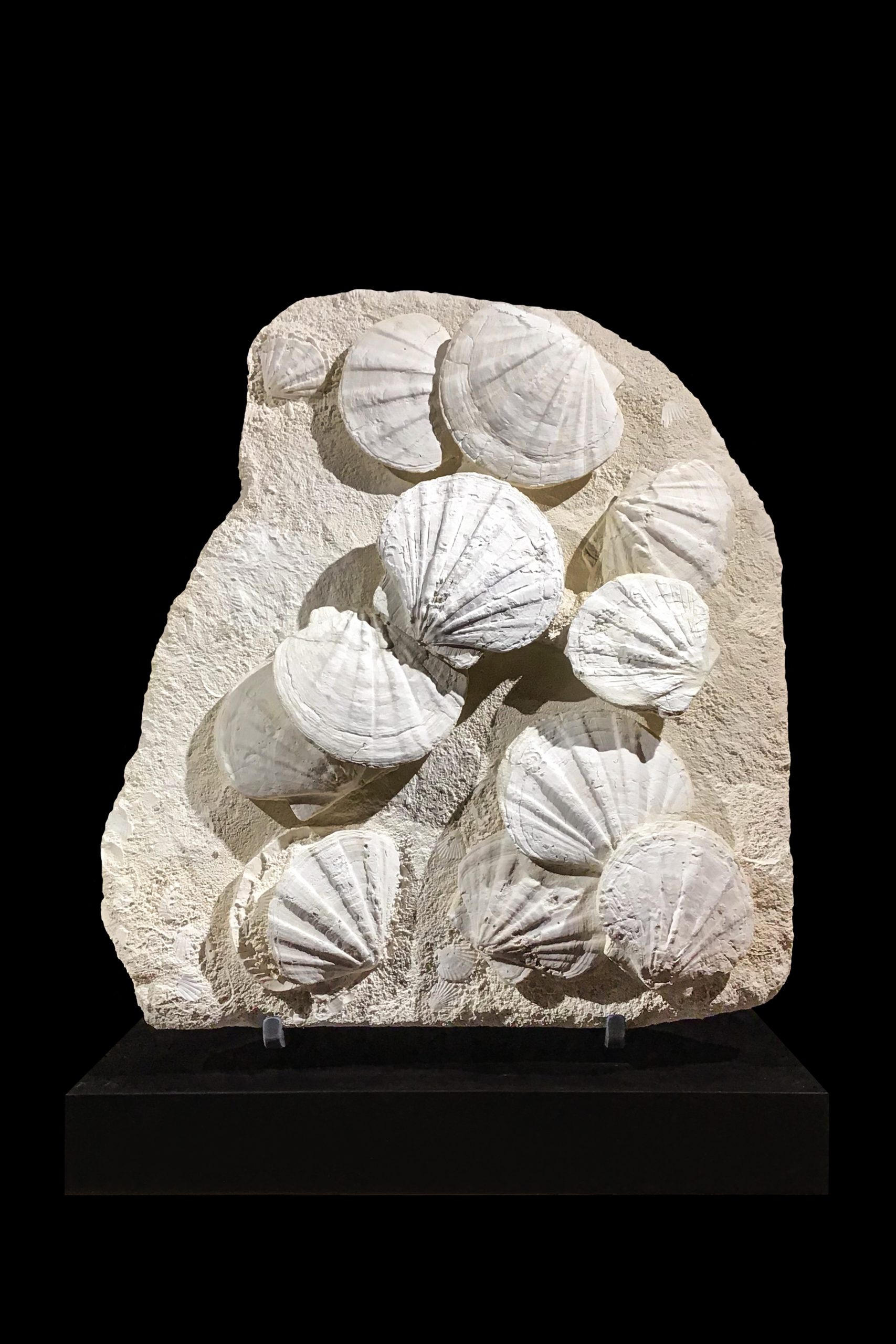 Genuine Jurassic Age Brittle Star Fossil for Sale from Germian #45c