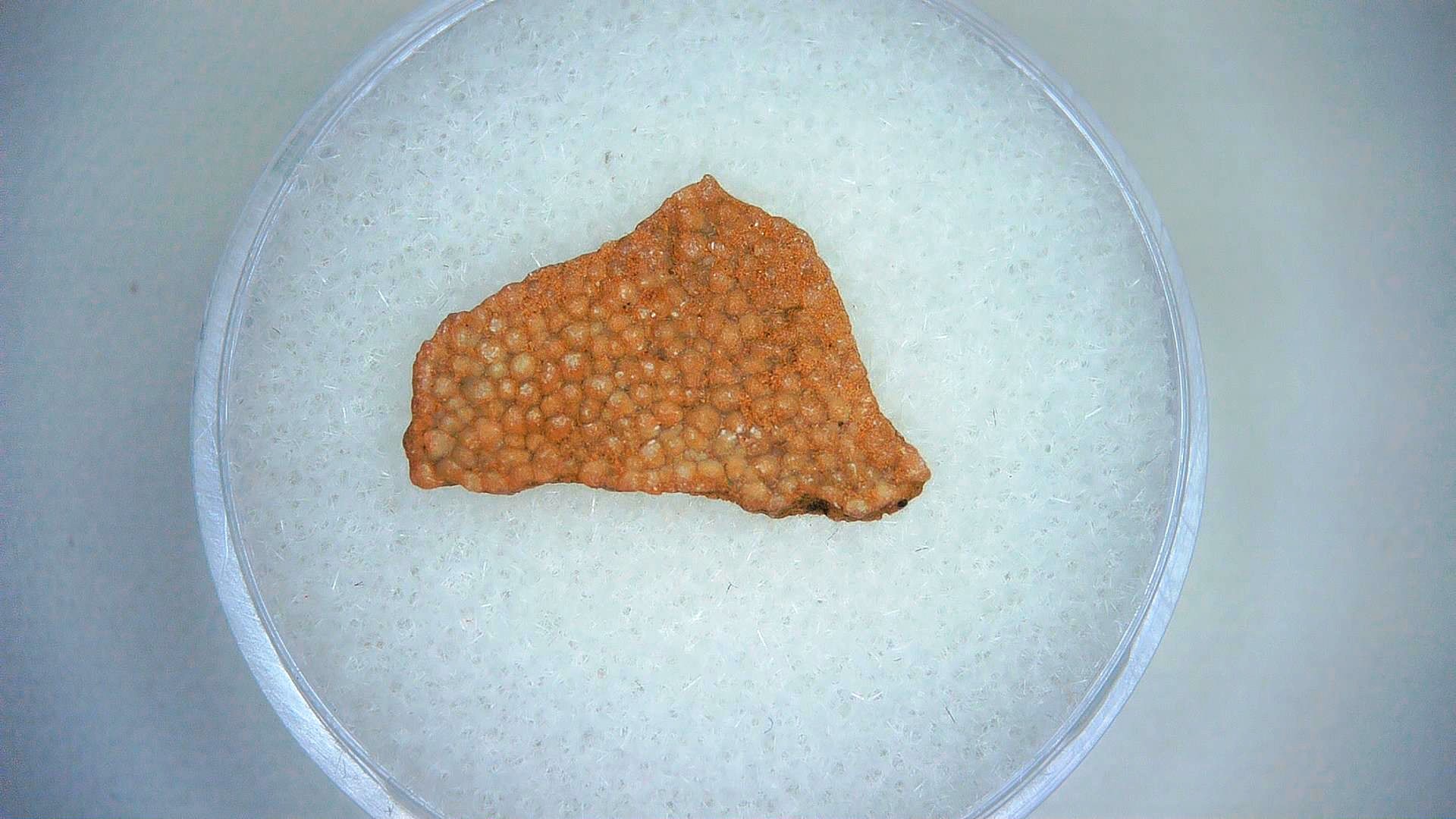 Hypselosaurus Dinosaur Egg Shell 14 | Fossils for Sale