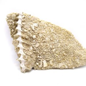 Genuine Mississippian Age Archimedes Bryozoa for Sale from Illinois #100
