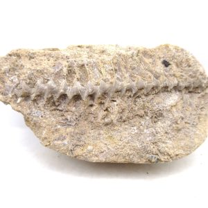 Genuine Mississippian Age Archimedes Bryozoa for Sale from Illinois #101