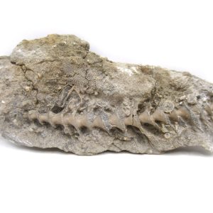 Genuine Mississippian Age Archimedes Bryozoa for Sale from Illinois #102