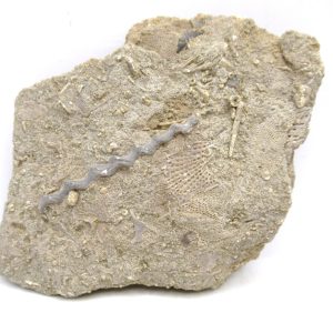 Genuine Mississippian Age Archimedes Bryozoa for Sale from Illinois #103