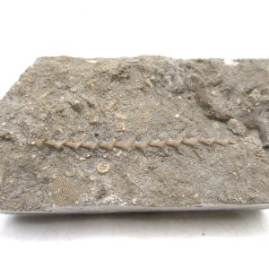 Genuine Mississippian Age Archimedes Bryozoa for Sale from Illinois #104