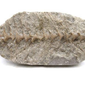 Genuine Mississippian Age Archimedes Bryozoa for Sale from Illinois #105