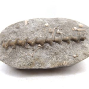 Genuine Mississippian Age Archimedes Bryozoa for Sale from Illinois #106
