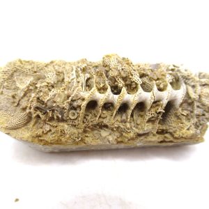 Genuine Mississippian Age Archimedes Bryozoa for Sale from Illinois #107