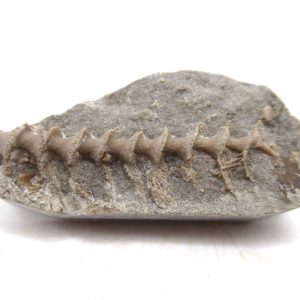 Genuine Mississippian Age Archimedes Bryozoa for Sale from Illinois #108