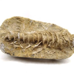 Genuine Mississippian Age Archimedes Bryozoa for Sale from Illinois #109