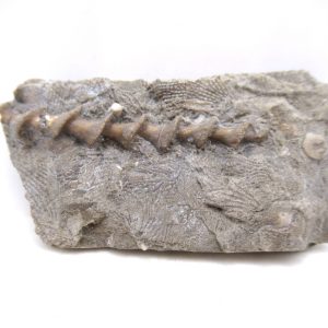 Genuine Mississippian Age Archimedes Bryozoa for Sale from Illinois #110