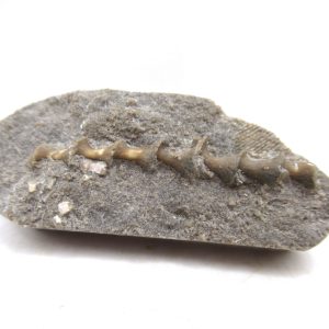 Genuine Mississippian Age Archimedes Bryozoa for Sale from Illinois #111