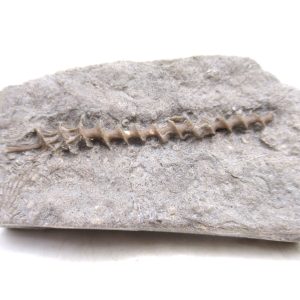 Genuine Mississippian Age Archimedes Bryozoa for Sale from Illinois #112